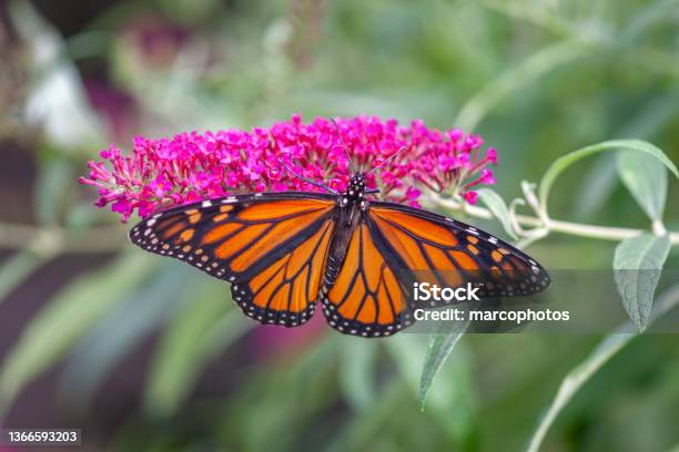 Papillon Monarque Stock Photo - Download Image Now