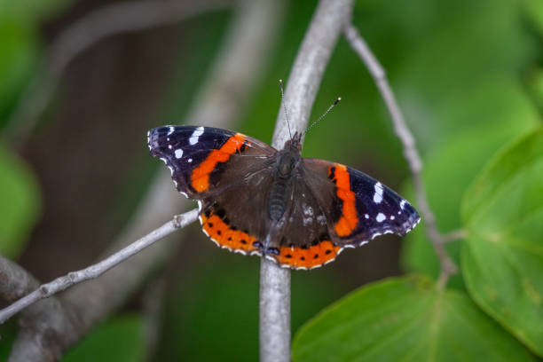 A red admiral butterfly enjoys the last rays of the sun in early fall in the boreal forest.