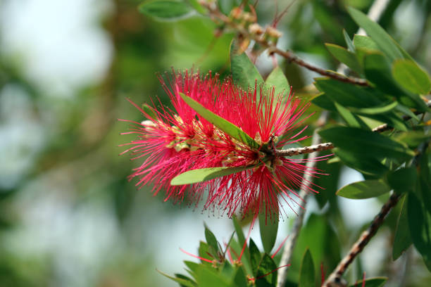 istock Shocking pink Scarlet bottlebrush tree flower blooming brightly 1366593438