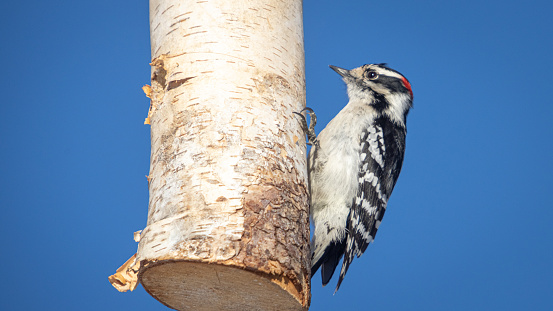 A male downy woodpecker feeds on suet in a natural style feeder, in early spring in the Laurentian Forest.