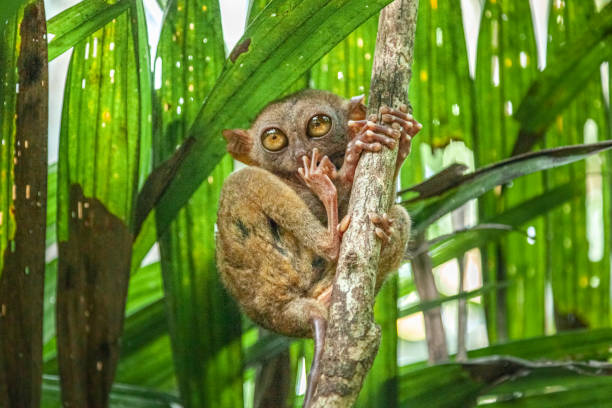 Tarsier des Philippines, (Carlito syrichta), Philippine tarsier, tarsero. A very rare wild Tarsier, in its natural environment, the jungle. bohol photos stock pictures, royalty-free photos & images