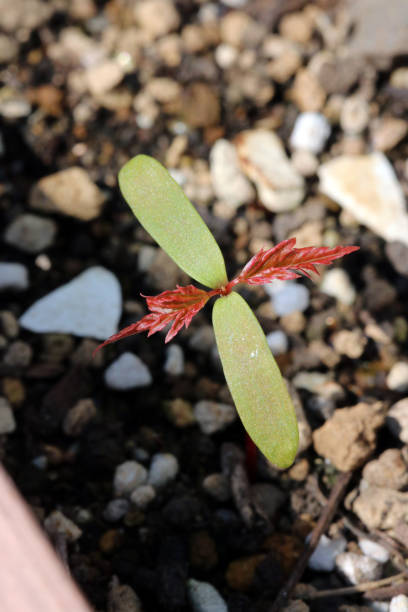 istock Potted maple from the seed sprouting small red and green leaves for bonsai 1366594587
