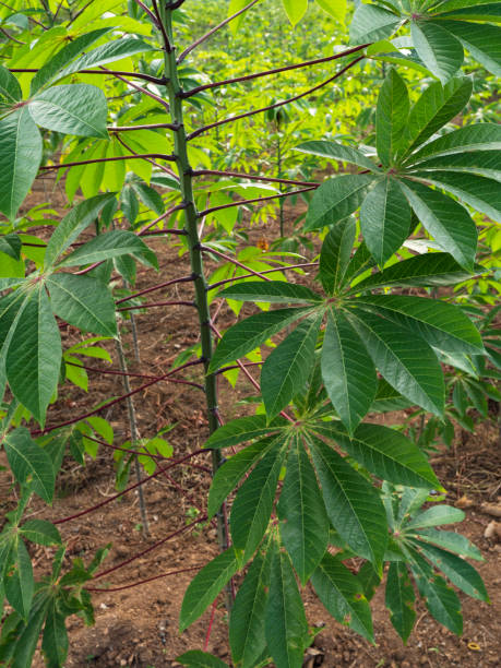 istock Close up of plants with leafs 1366594709