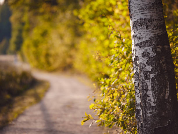 traditional forest of central Russia, summer sunset. Scenic forest of fresh green trees, beautiful park, summer landscape, birch grove, fir forest summer landscape