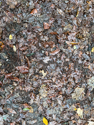 Leaves in the forest in winter.
