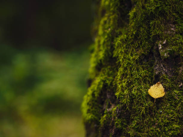 traditional forest of central Russia, summer sunset. Scenic forest of fresh green trees, beautiful park, summer landscape, birch grove, fir forest summer landscape. close-up detail of the forest