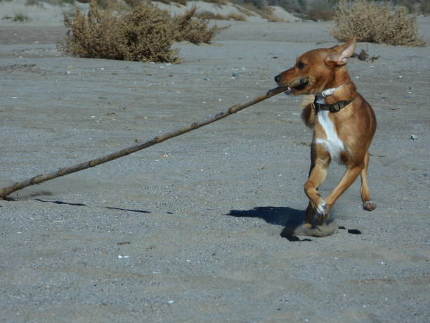 비치 도그 - greyhound dog running podenco 뉴스 사진 이미지