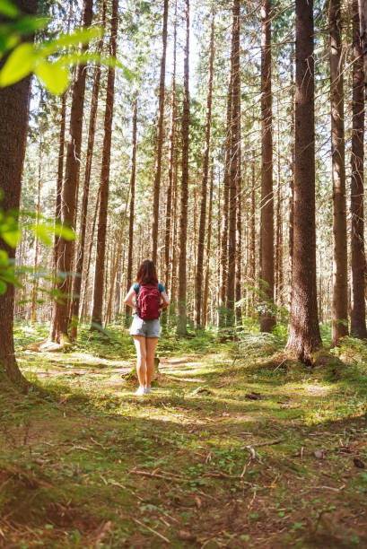 istock Backpacker young woman walking in pine tree forest. 1366596073