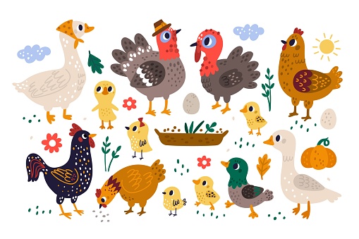 Farm birds. Domestic poultry yard inhabitants. Funny duck. Turkeys family. Pretty chickens with wings and beaks. Cartoon hen and rooster. Geese and eggs. Vector feathered animals set