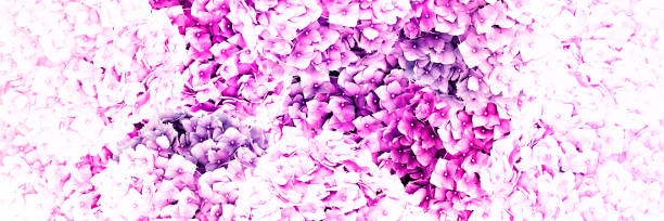 istock Pink hydrangea flowers during flowering on an isolated white background. Abstract composition of fresh spring nature. 1366597254