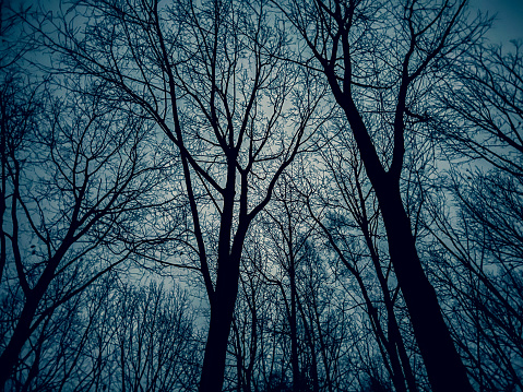 Beautiful and creepy trees in the dark in winter.