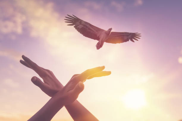 Man hand shape of bird and eagle flying on sunset sky abstract background.