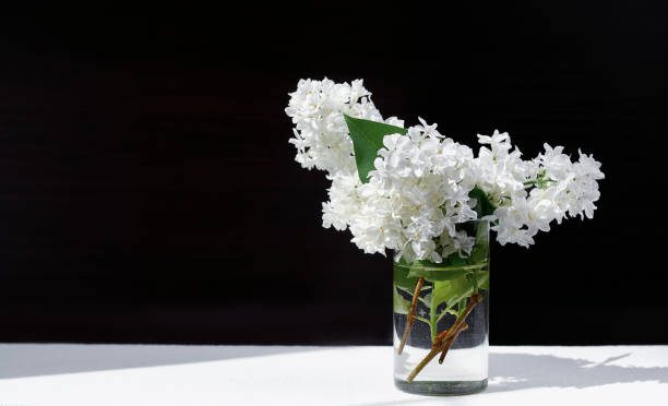 istock White lilac flowers in glass on white table on dark background. Spring background 1366599629