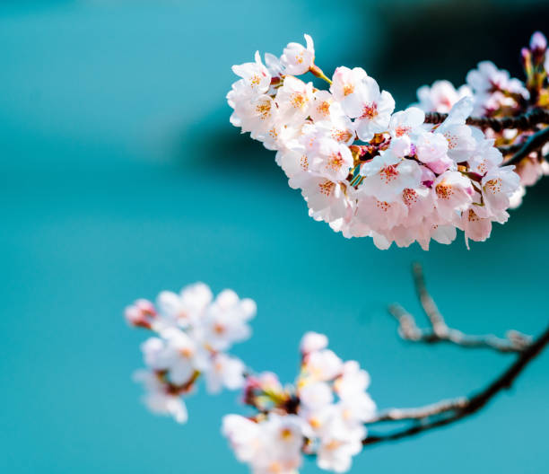 istock Pink and Aqua Blue 1366602156