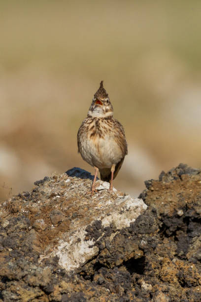 istock crested lark photo taken on stone 1366603510