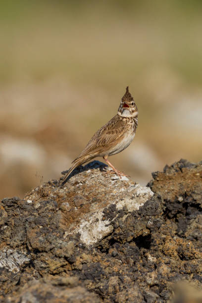 istock crested lark photo taken on stone 1366603623