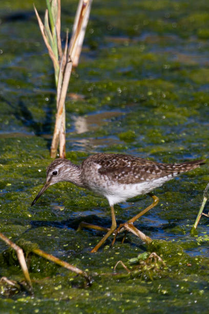 istock photo of stream whistle blower on moss 1366603827