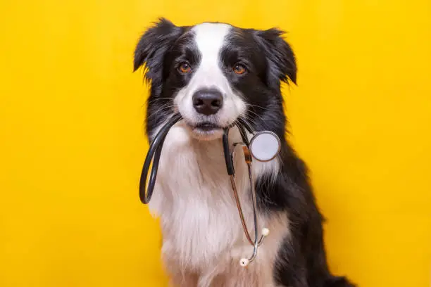 Photo of Puppy dog border collie holding stethoscope in mouth isolated on yellow background. Purebred pet dog on reception at veterinary doctor in vet clinic. Pet health care and animals concept