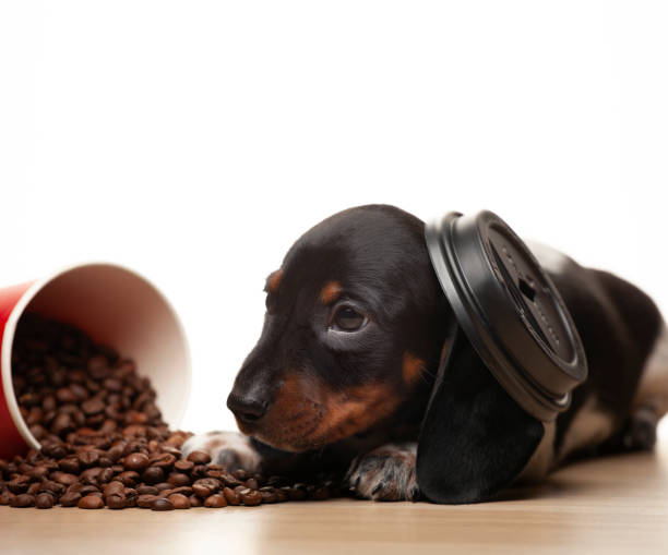 istock image of dog coffee cup white background 1366605158