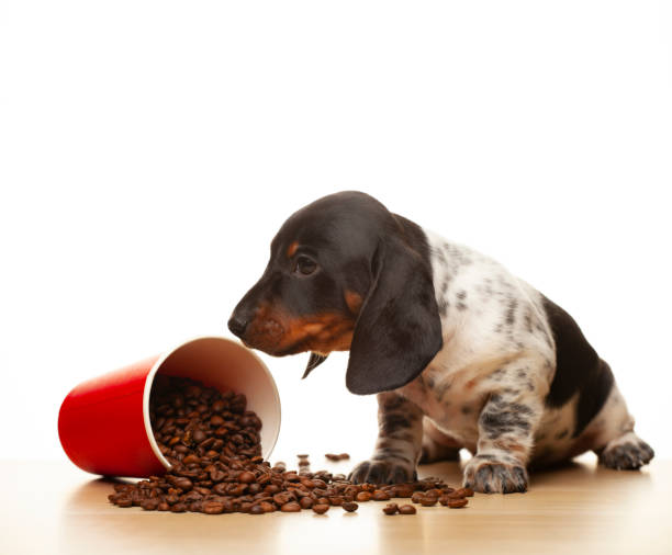 istock image of dog coffee cup white background 1366605160