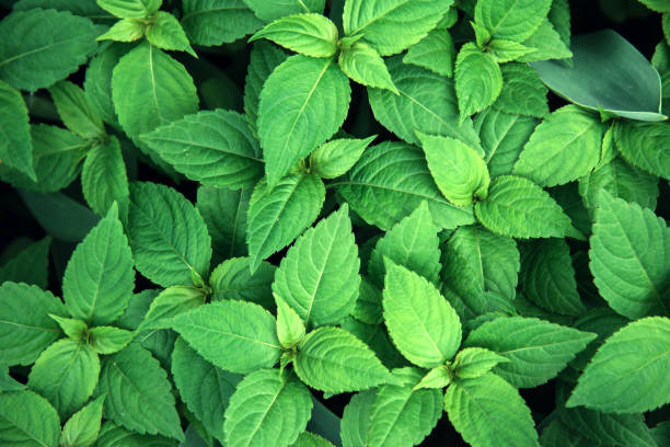 istock Abstract background of green mint leaves 1366605257
