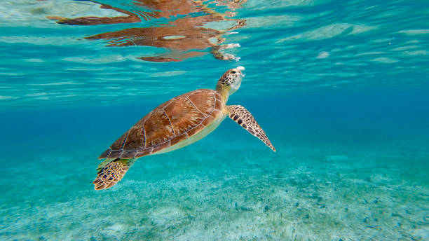 A breath of fresh air Turtle rising to the surface sea turtle stock pictures, royalty-free photos & images