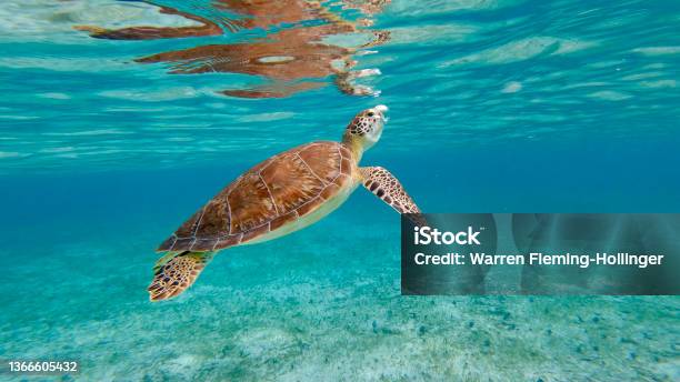 A Breath Of Fresh Air Stock Photo - Download Image Now - Sea Turtle, Snorkeling, Snorkel