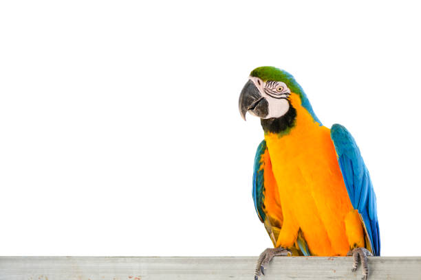 beautiful blue with yellow  macaw parrot perched on a branch isolated on white background, pet bird concept