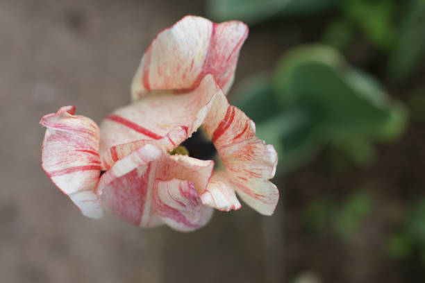istock Tulip exhibition in the botanical garden 1366606533