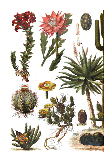 Green dessert succulent plants. phullocactus anguliger, crassula coccinea, echinocactus horizonthalonius, stapelia variegata, opuntina filipendula and aloe plant. Vintage hand drawn illustration.