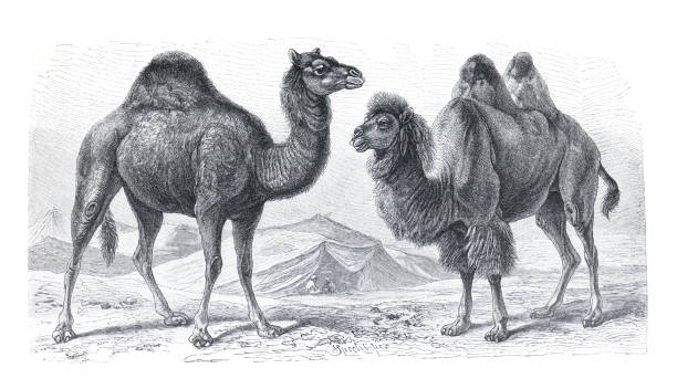 낙타와 드로메다리 (카멜루스 드로메다리우스) (카멜루스 바트리아누스) 빈티지 핸드 그린 일러스트. - camel back stock illustrations