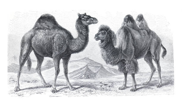 Camel and Dromedary (Camelus dromedarius) (Camelus bactrianus) vintage hand drawn illustration.
