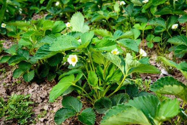 Photo of Bushes of blooming garden strawberries in the garden bed