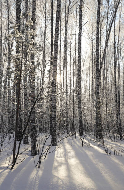 istock Dawn in the snowy forest. Beautiful view 1366607016