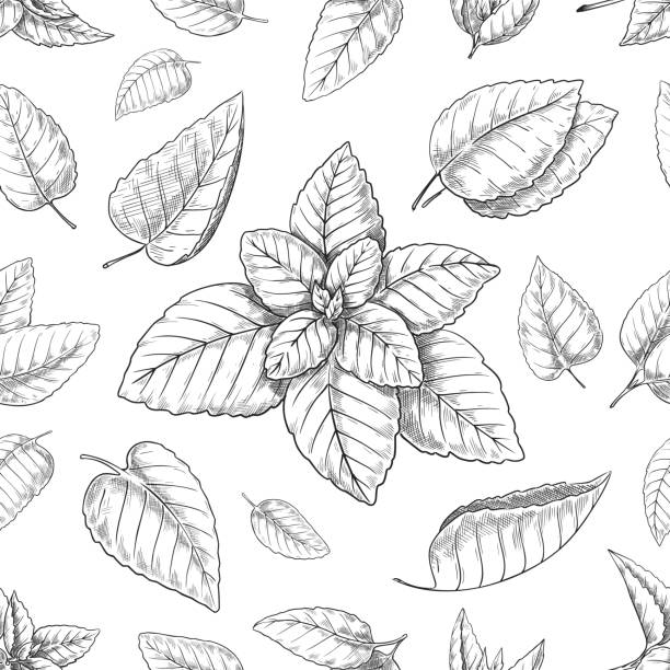 Mint leaves pattern. Seamless print with hand drawn peppermint. Spearmint foliage engraving background. Botanical elements. Natural spice. Melissa stems. Herbal plant. Vector texture Mint leaves pattern. Seamless vintage print with hand drawn peppermint. Spearmint foliage engraving background. Botanical elements. Natural food spice. Melissa stems. Herbal plant. Vector texture vector food branch twig stock illustrations