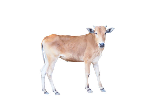 istock Young brown cow standing isolated on white background. 1366608704