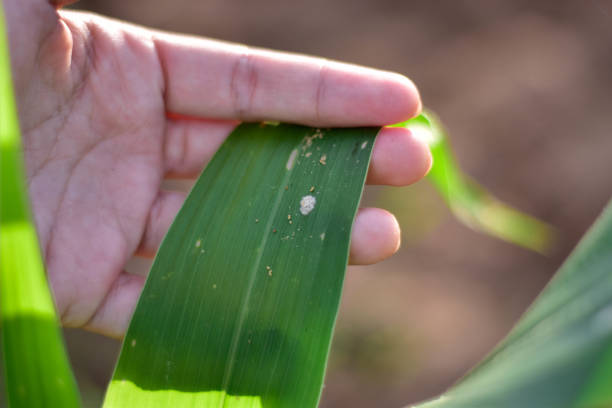istock Corn Fall Armyworm Spodoptera frugiperda egg mass on corn leaf. Corn caterpillar the most important of organic corn field. 1366608717