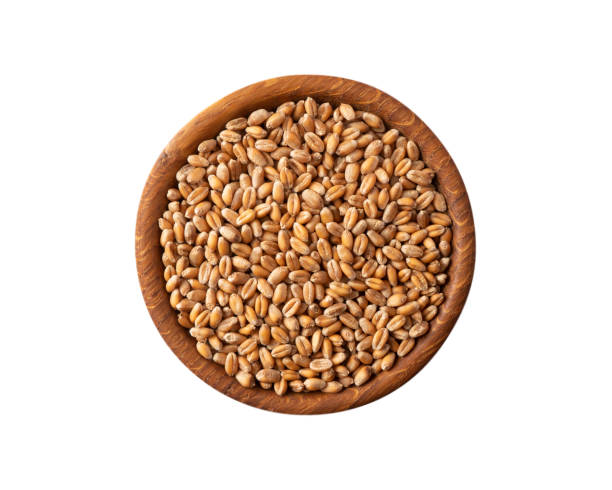 istock Bowl with wheat isolated on white background. Close-up. Grain wheat on white background. Whole grain wheat. Top view, image with copy space. 1366609561