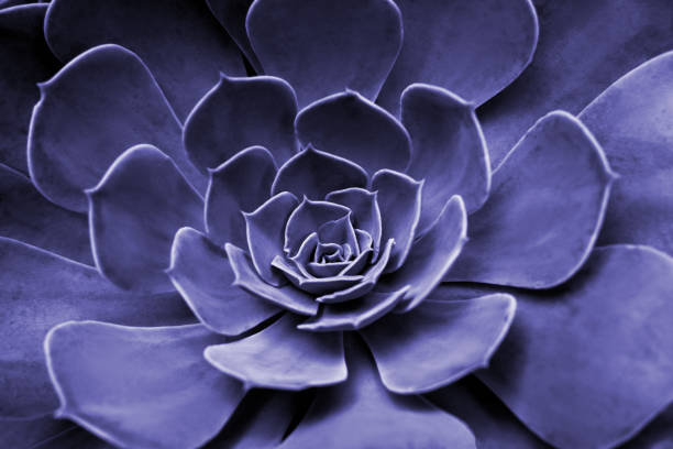 istock Geometrically regular shaped flower green color 1366609617