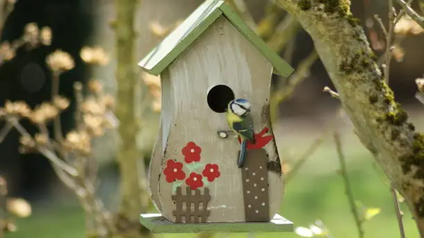 a blue tit is sitting in front of his birdhouse