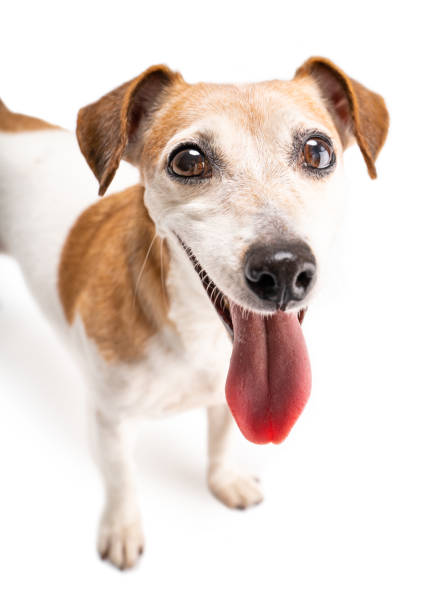 istock Adorable small dog Jack Russell terrier portrait. 1366610620