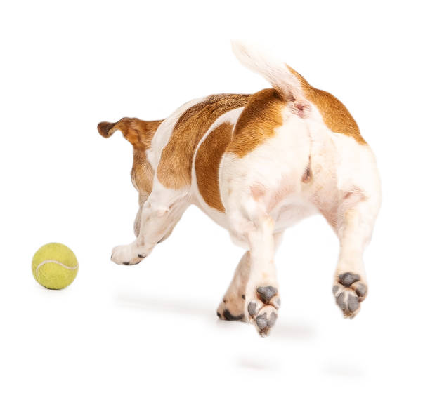 istock Dog back. Running away chasing ball. dynamic pose back view of ass and tail in jump. 1366610659