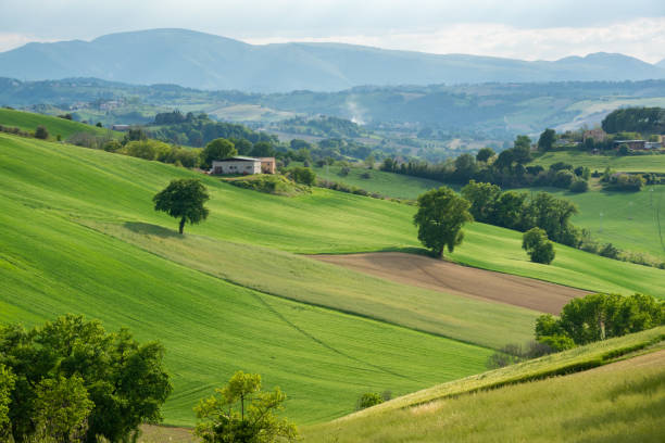 istock Rural landscape with farm fields and trees 1366610795