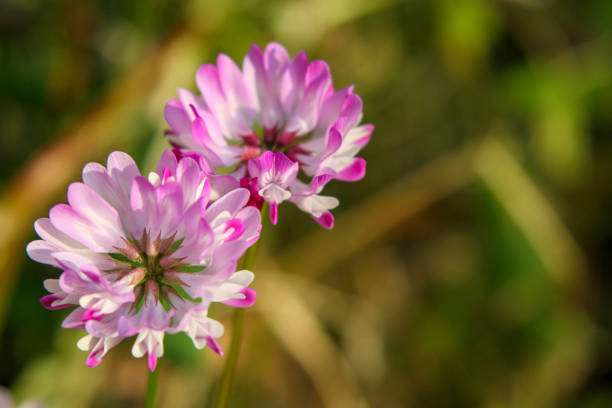 les fleurs de vesce de lait rose chinoise fleurissent au printemps. - vetch photos et images de collection