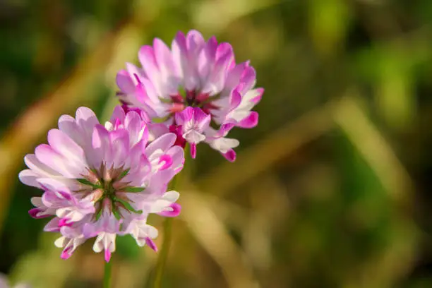 Pink Chinese milk vetch flowers bloom in spring.