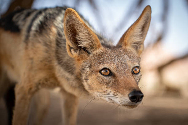 Close-up of a jackal wild jackal in the desert of Namibia jackals stock pictures, royalty-free photos & images