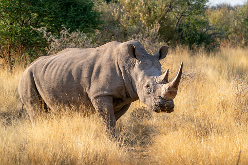 splendid square-lipped rhinoceros in the savannah