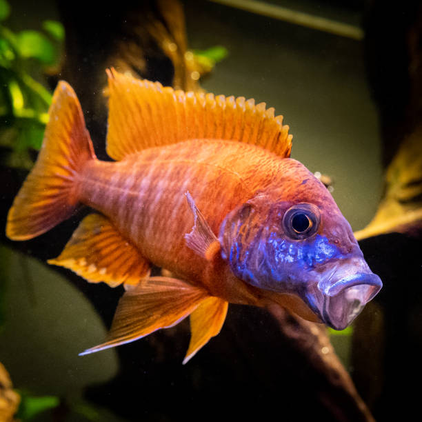 istock Funny fish colorful with yellow and blue colours 1366612103