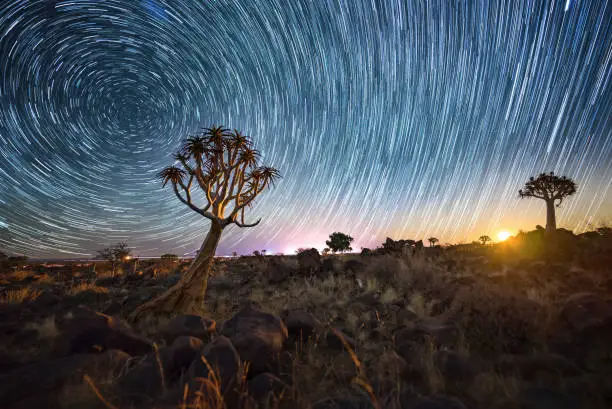 Quiver trees in Namibia at night