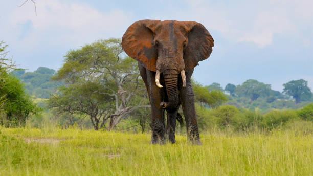 grand éléphant avant l’attaque - african elephant photos et images de collection